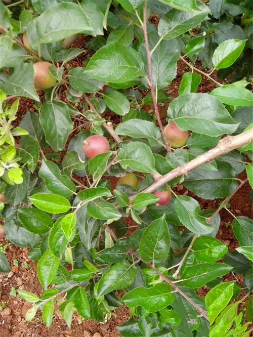 云南昭通新鲜青苹果 新鲜水果苹果 原生态农家产品